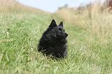 SCHIPPERKE 048